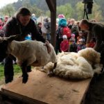 Stříhání ovcí na Dlaskově statku