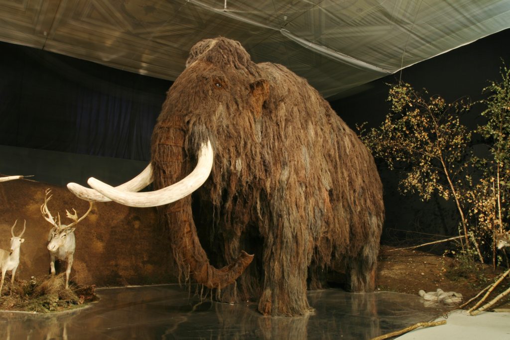 Takhle nějak vypadali největší obři poslední doby ledové – mamuti. Instalace v Národním muzeu před jeho rekonstrukcí. Zdroj: https://cs.wikipedia.org/ (Petr Novák, Wikipedie)