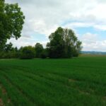 Nález na katastrálním území Zlaté Olešnice Navarovská (okres Jablonec nad Nisou, Liberecký kraj).