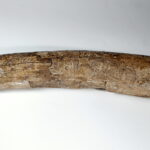 Unikátní rytina Venuše do mamutího klu z Předmostí u Přerova. Geometricky stylizované vyjádření lidské postavy je pro mladší paleolit zcela netypické (mladší paleolit, gravettien, 30 000–27 000 let před současností; Národní kulturní památka, Moravské zemské muzeum, Brno.